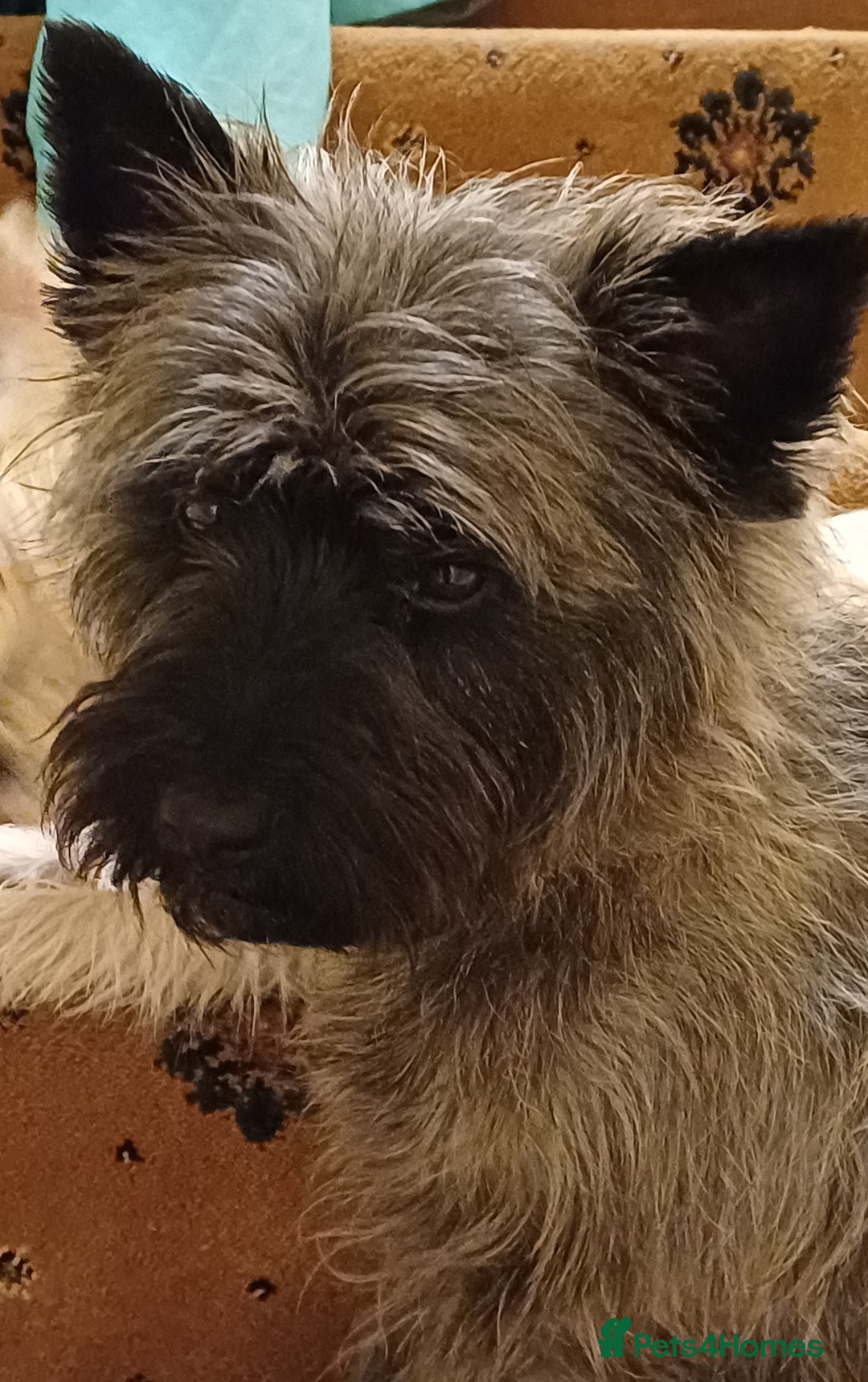 Cairn Terrier dogs for stud: Champion bloodline, KC registered Cairn for stud. in Hope Valley - Image 15