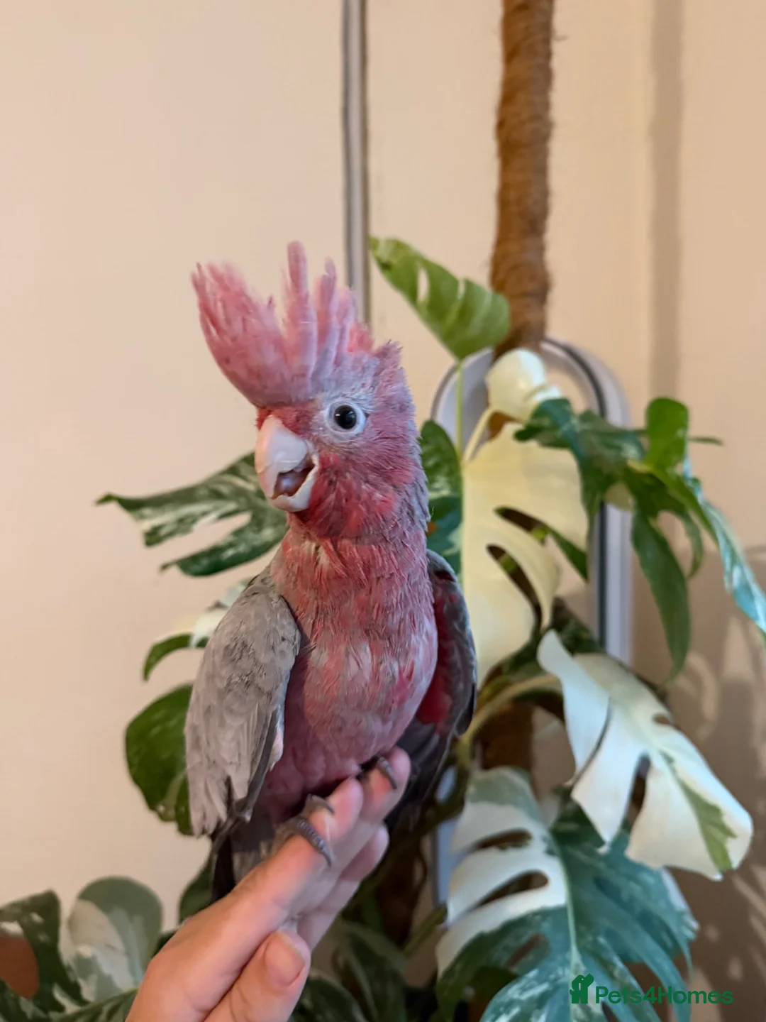 Cockatoo birds for sale: Hand reared baby galah  - Advert 1