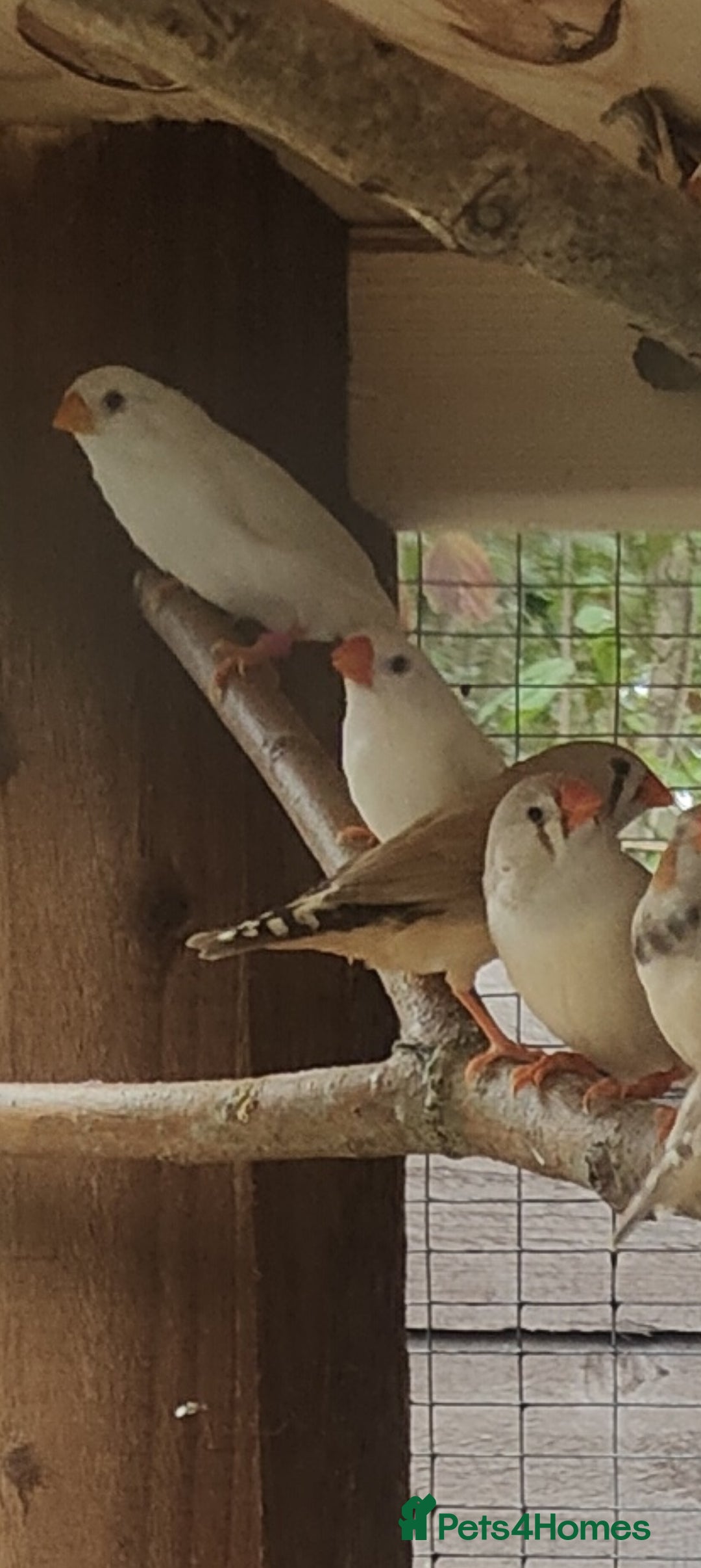 Finches birds Zebra finches - Advert 5