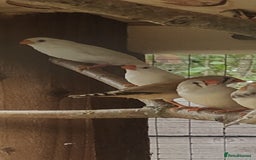 Finches birds for sale: Zebra finches - Image 1