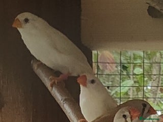 Finches birds - Advert 1