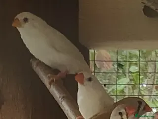 Finches birds Zebra finches - Advert 1