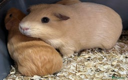 Guinea Pig rodents for sale: Guinea Pig Boar Pups - Image 2