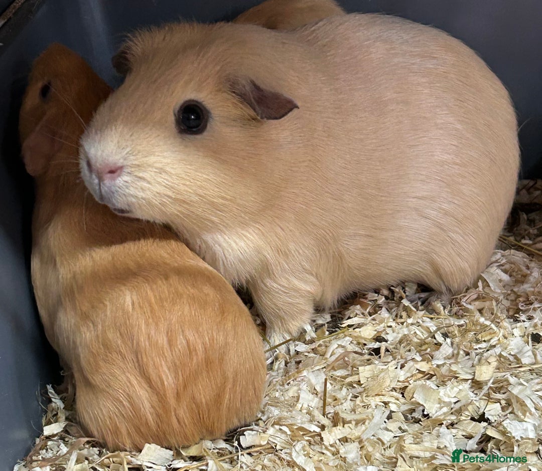 Guinea Pig rodents for sale: Guinea Pig Boar Pups - Image 2