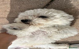 Mixed Breed dogs for sale: Bichon Mixed Breed  - Image 6