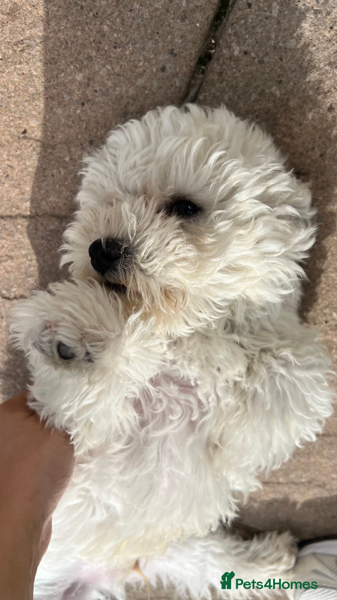 Mixed Breed dogs for sale: Bichon Mixed Breed  - Image 6