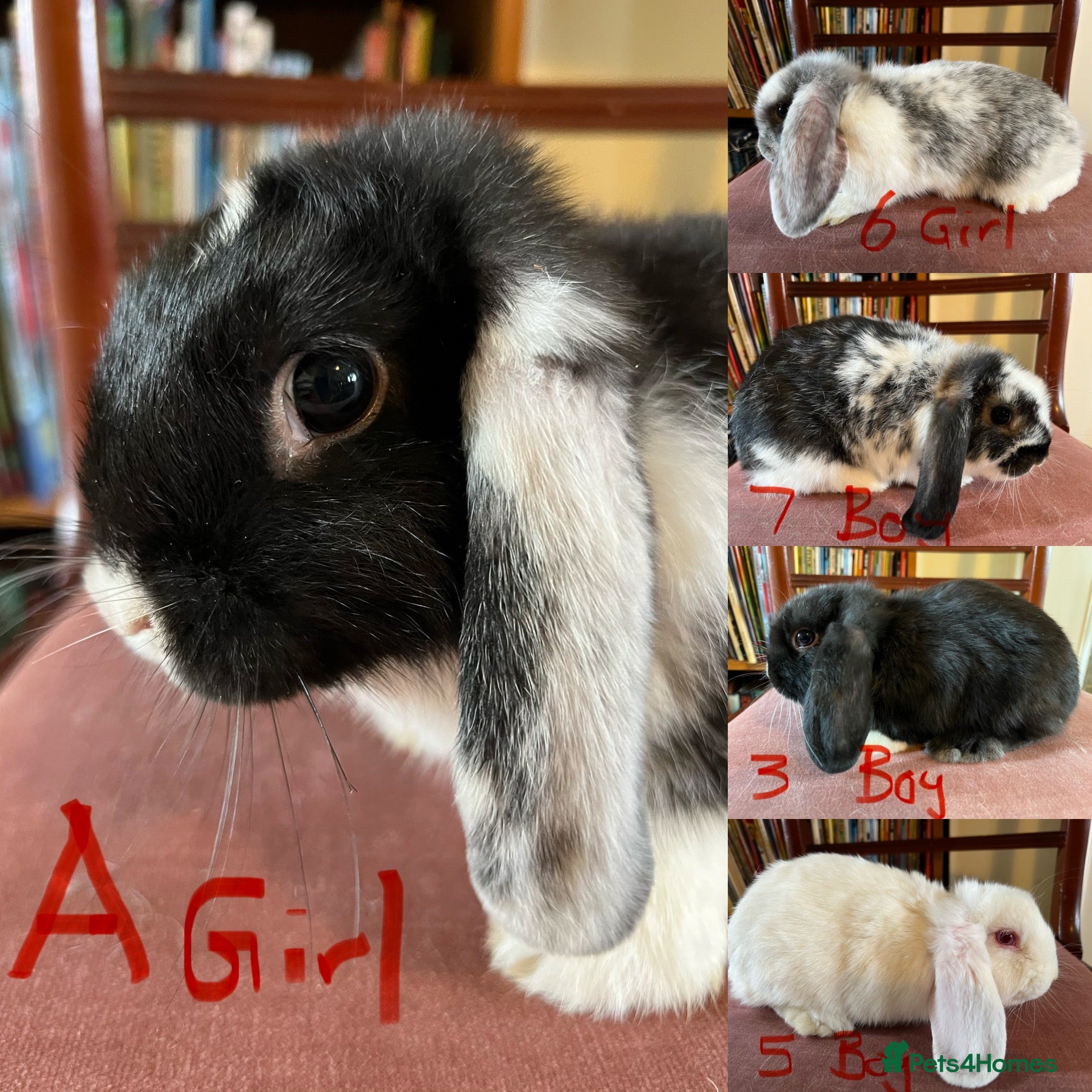 Mini Lop rabbits Lovely Mini Lop Babies - Advert 1