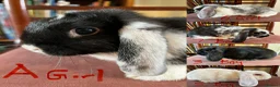 Mini Lop rabbits for sale: Lovely Mini Lop Babies - Advert 1