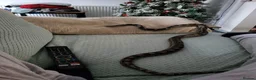 Corn Snake reptiles for sale: Corn snake - Advert 1
