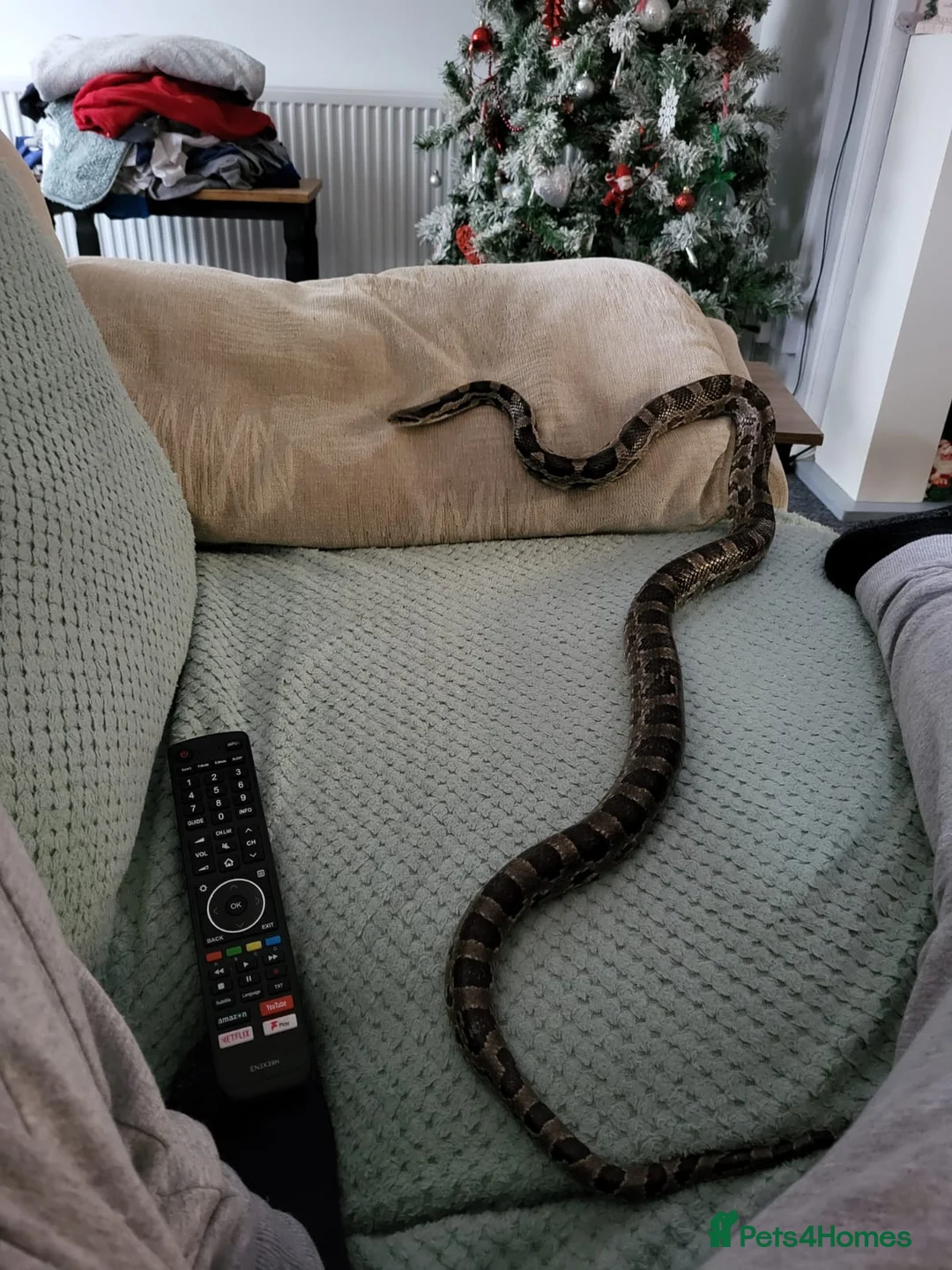 Corn Snake reptiles for sale: Corn snake - Advert 1