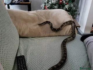 Corn Snake reptiles Corn snake - Advert 4