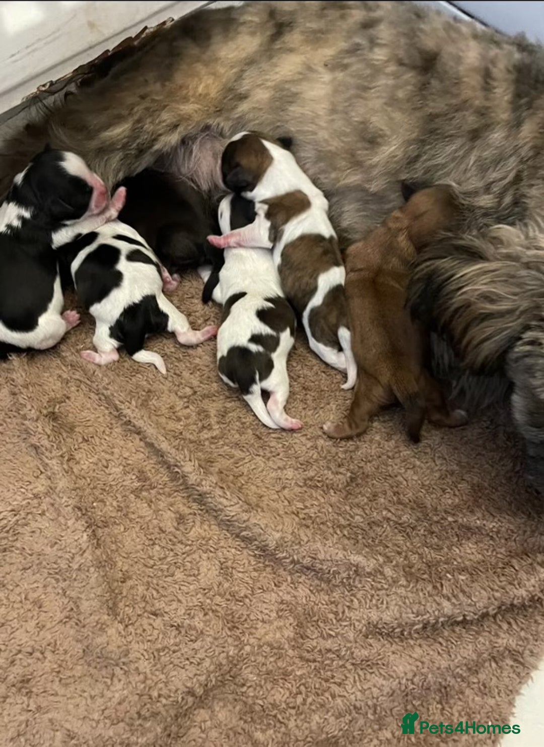 Shih Tzu dogs for sale: Shih Tzu pups - Advert 2