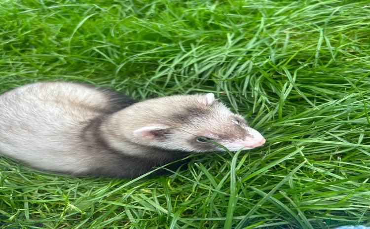 Ferret rodents - Advert 1