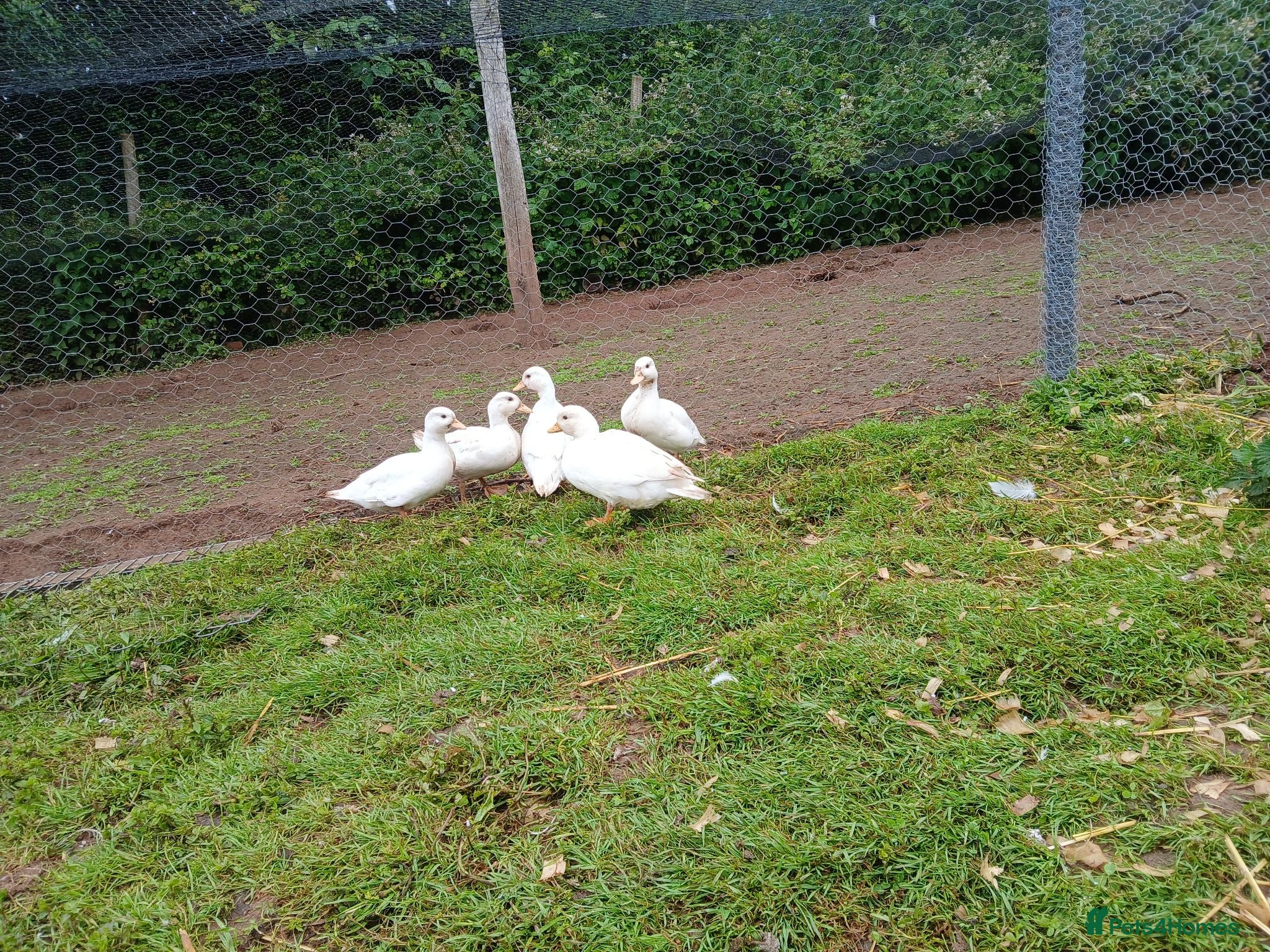 Ducks poultry Pair of white call ducks - Advert 1