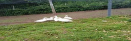 Ducks poultry for sale: Pair of white call ducks - Advert 1
