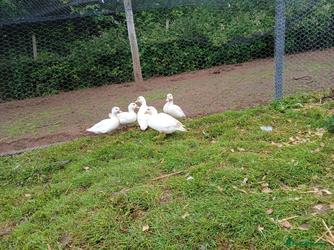 Ducks poultry for sale: Pair of white call ducks - Advert 1