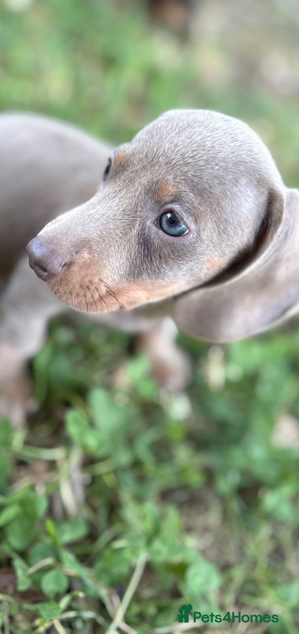 Dachshund dogs Mini Daushound ready now  - Advert 1