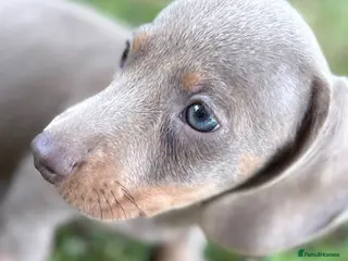 Dachshund dogs Mini Daushound ready now - Advert 4