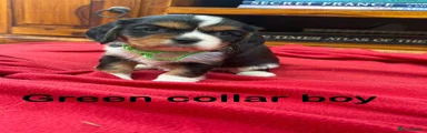 Green collar boy
