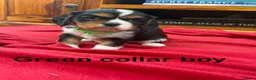 Cavalier King Charles Spaniel dogs for sale: Stunning Cavalier King Charles Puppies in Pencader - Advert 3