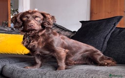 Cocker Spaniel dogs for stud: Gorgeous Chocolate Cocker for stud in Chichester - Image 3