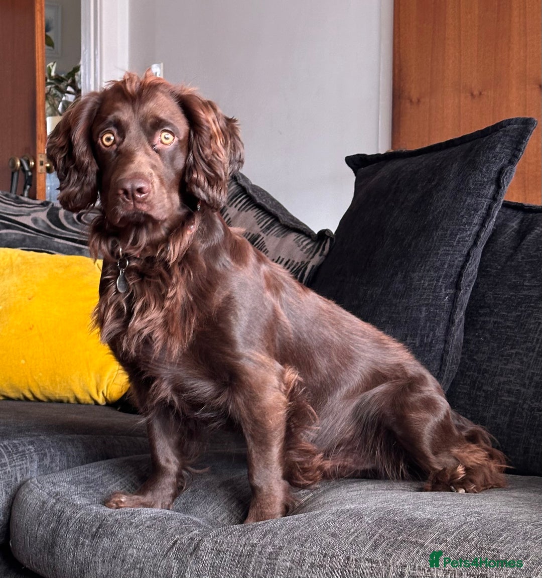 Cocker Spaniel dogs for stud: Gorgeous Chocolate Cocker for stud in Chichester - Image 3