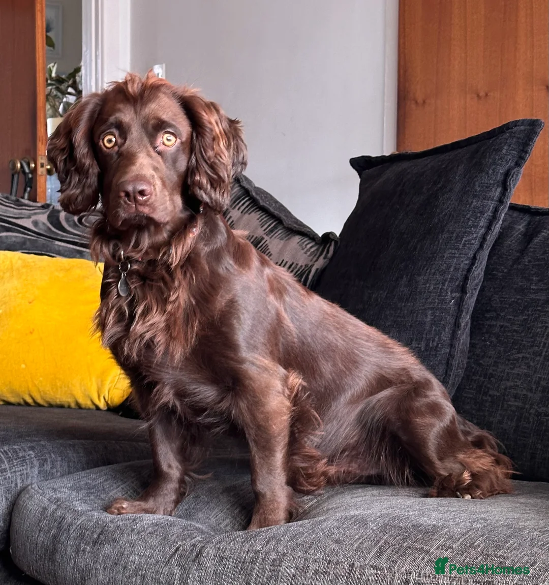 Cocker Spaniel dogs for stud: Gorgeous Chocolate Cocker for stud in Chichester - Advert 3