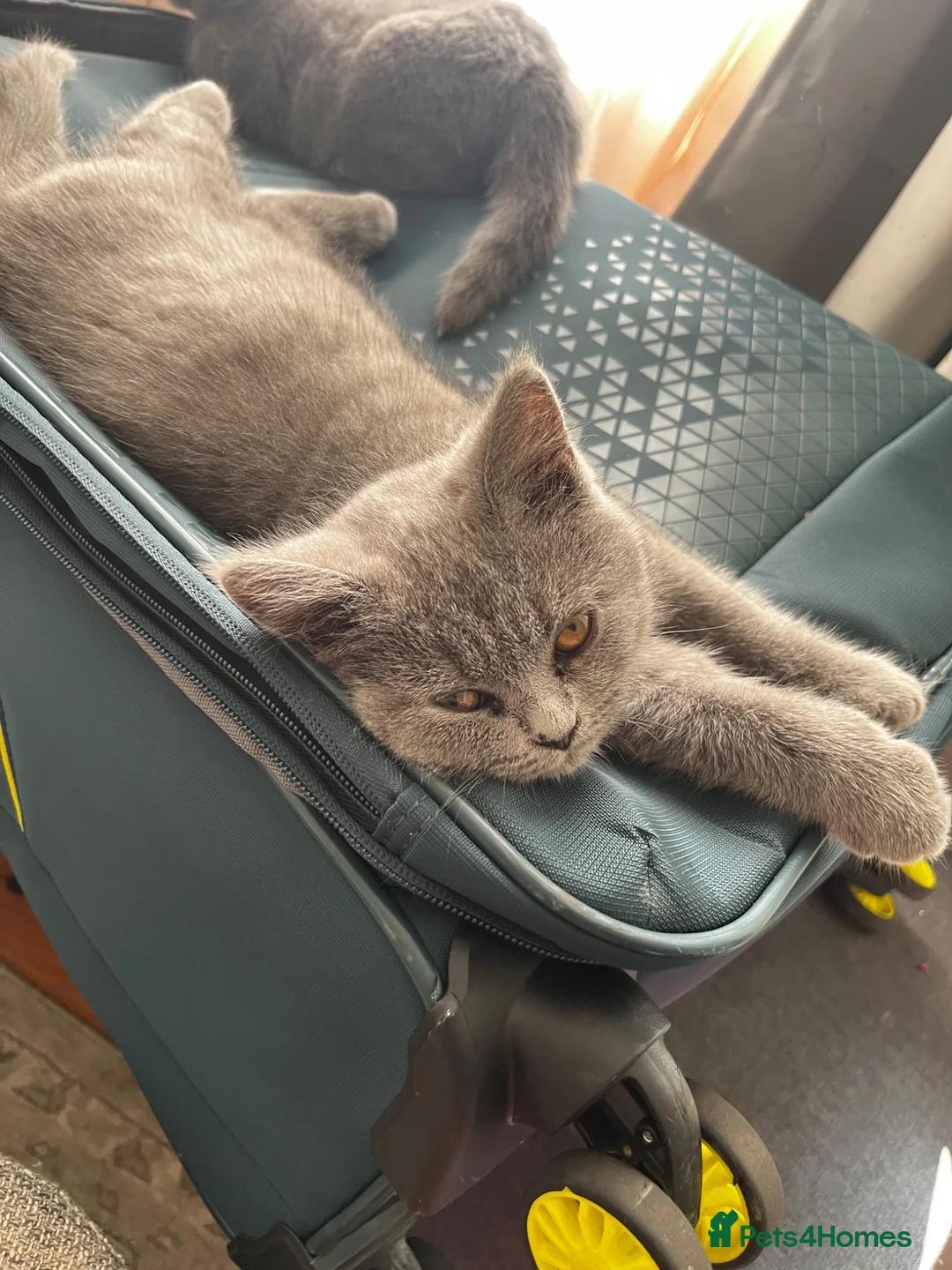 British Shorthair cats for sale: GCCF kittens is looking for home  - Advert 6