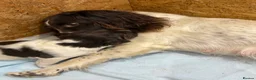 English Springer Spaniel dogs for sale: Beautiful English springer spaniel puppy 🩷🐶 - Advert 5