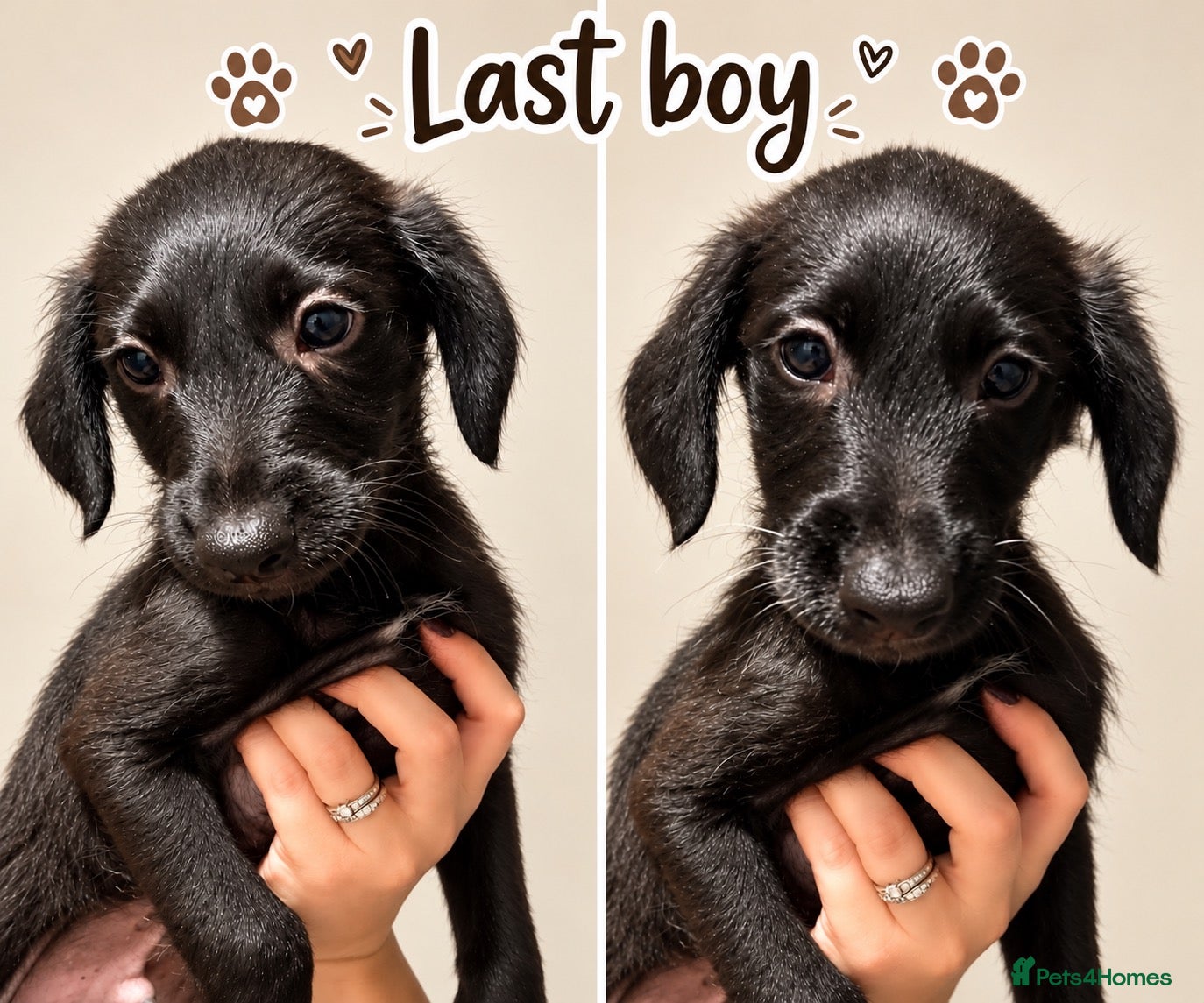 Mixed Breed dogs  Beautiful Whippet x Poodle pups LAST LITTLE BOY - Advert 1