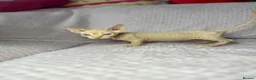 Sphynx cats for sale: Canadian bambino Sphynx kittens  - Advert 33