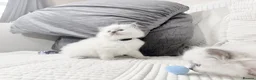 Ragdoll cats for sale: Blue Point Ragdoll Kittens for sale - Advert 9