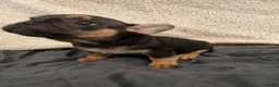 French Bulldog dogs for sale: Two beautiful chunky French bulldogs  - Advert 7