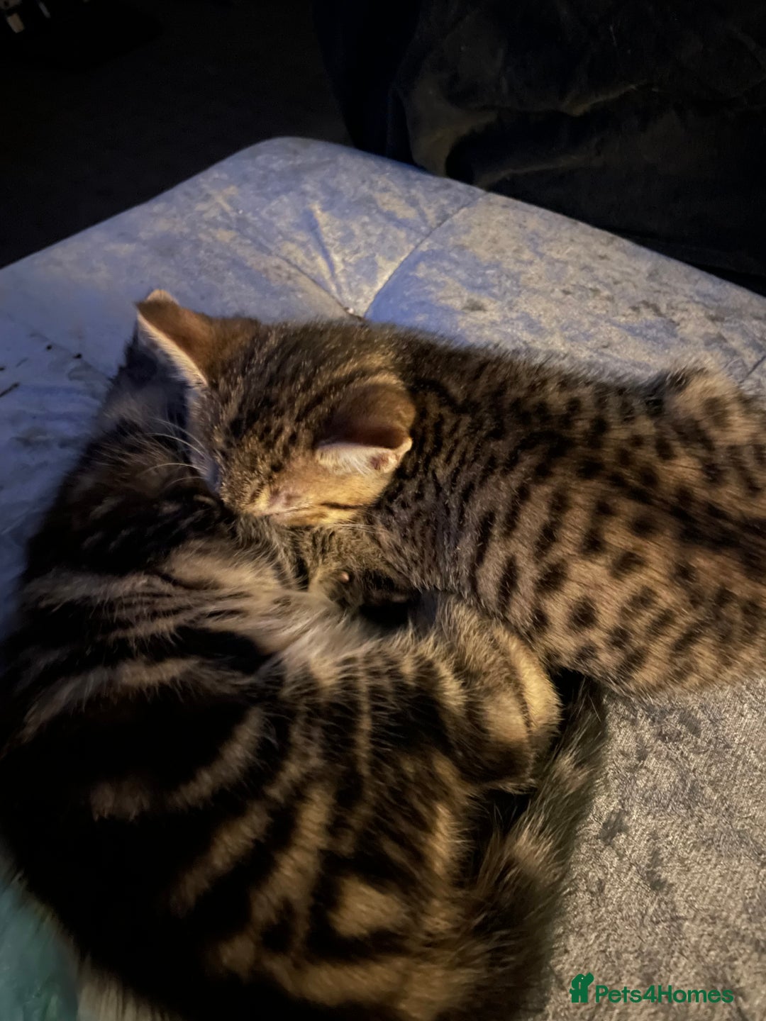 Mixed Breed cats for sale: Kittens For Sale  - Advert 7