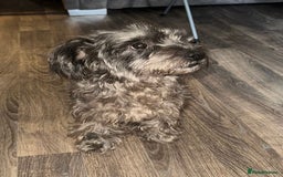 Mixed Breed dogs for sale:  Adorable Cairnoodle Cross Puppies, ready soon!  - Image 2