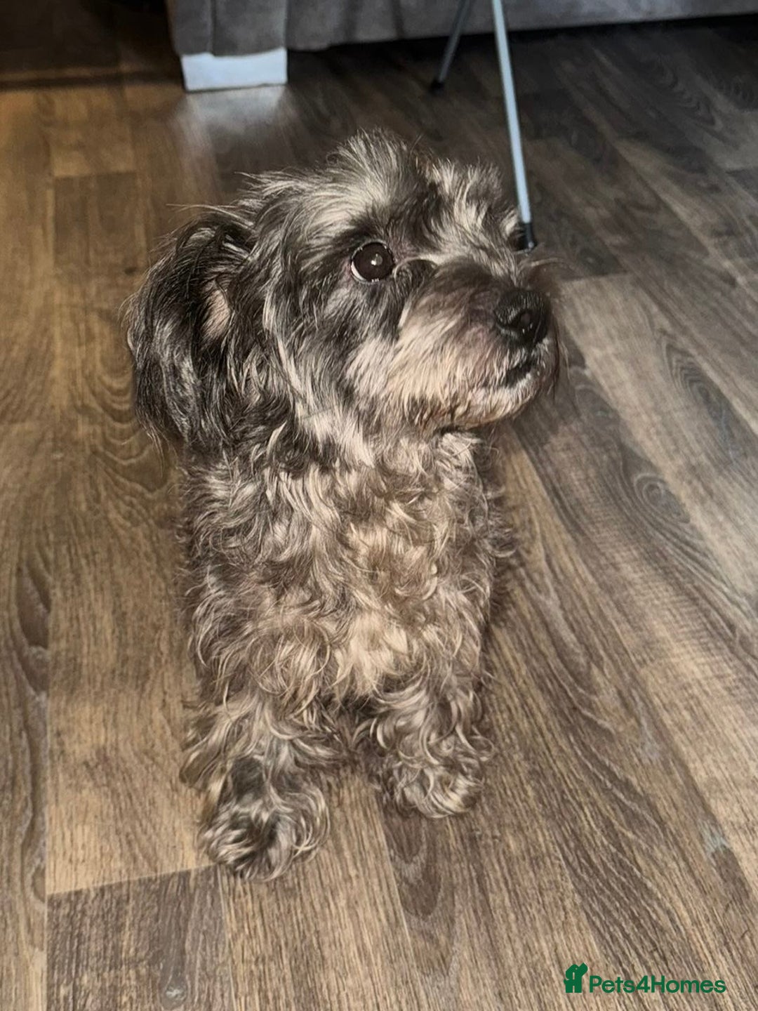 Mixed Breed dogs for sale:  Adorable Cairnoodle Cross Puppies, ready soon!  - Image 2