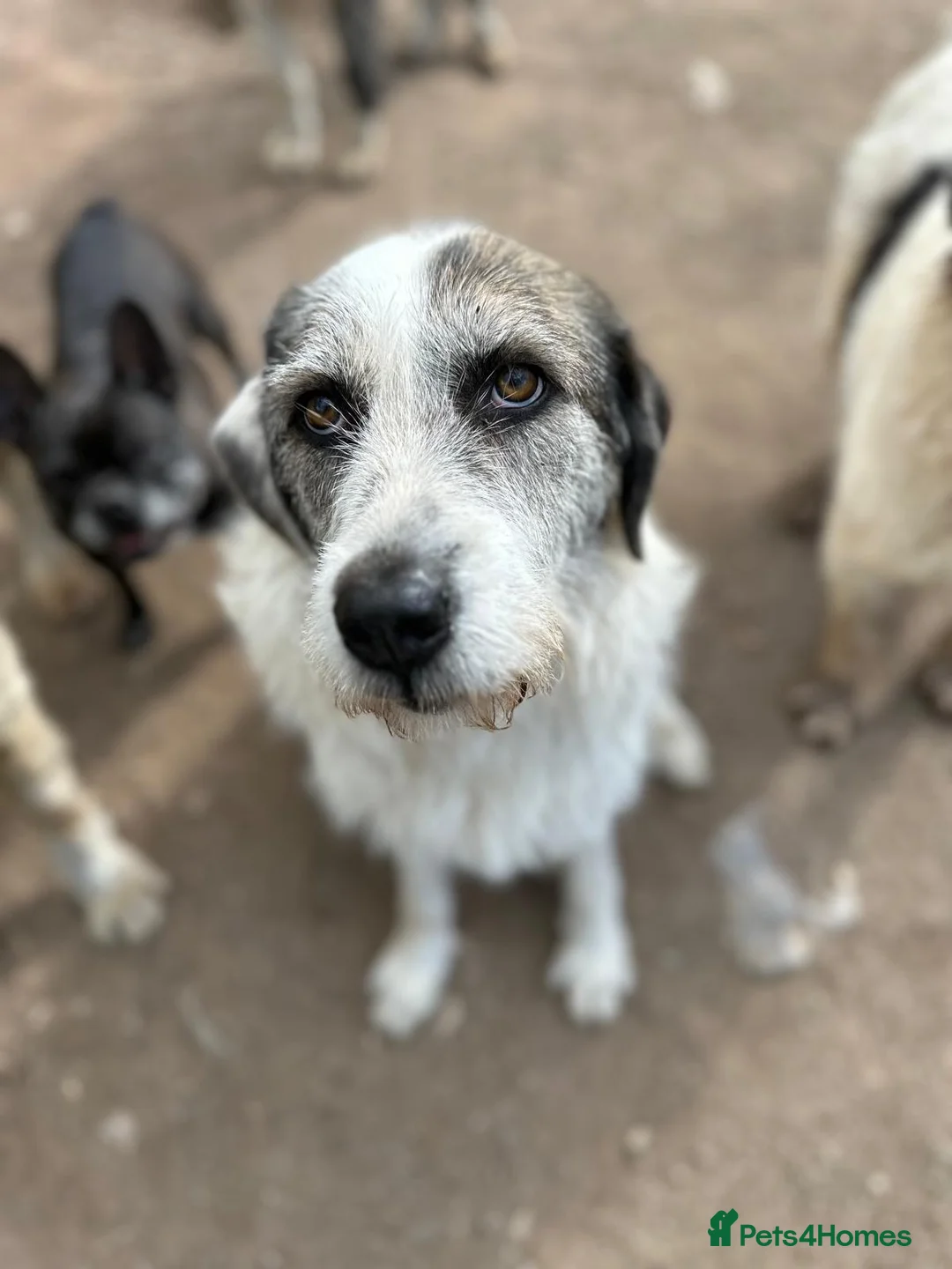 Mixed Breed dogs for adoption: Bella 🩷 - Advert 4