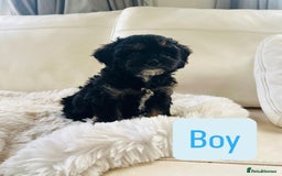Cavapoo dogs for sale: F1 Cavapoo Puppies  - Image 2