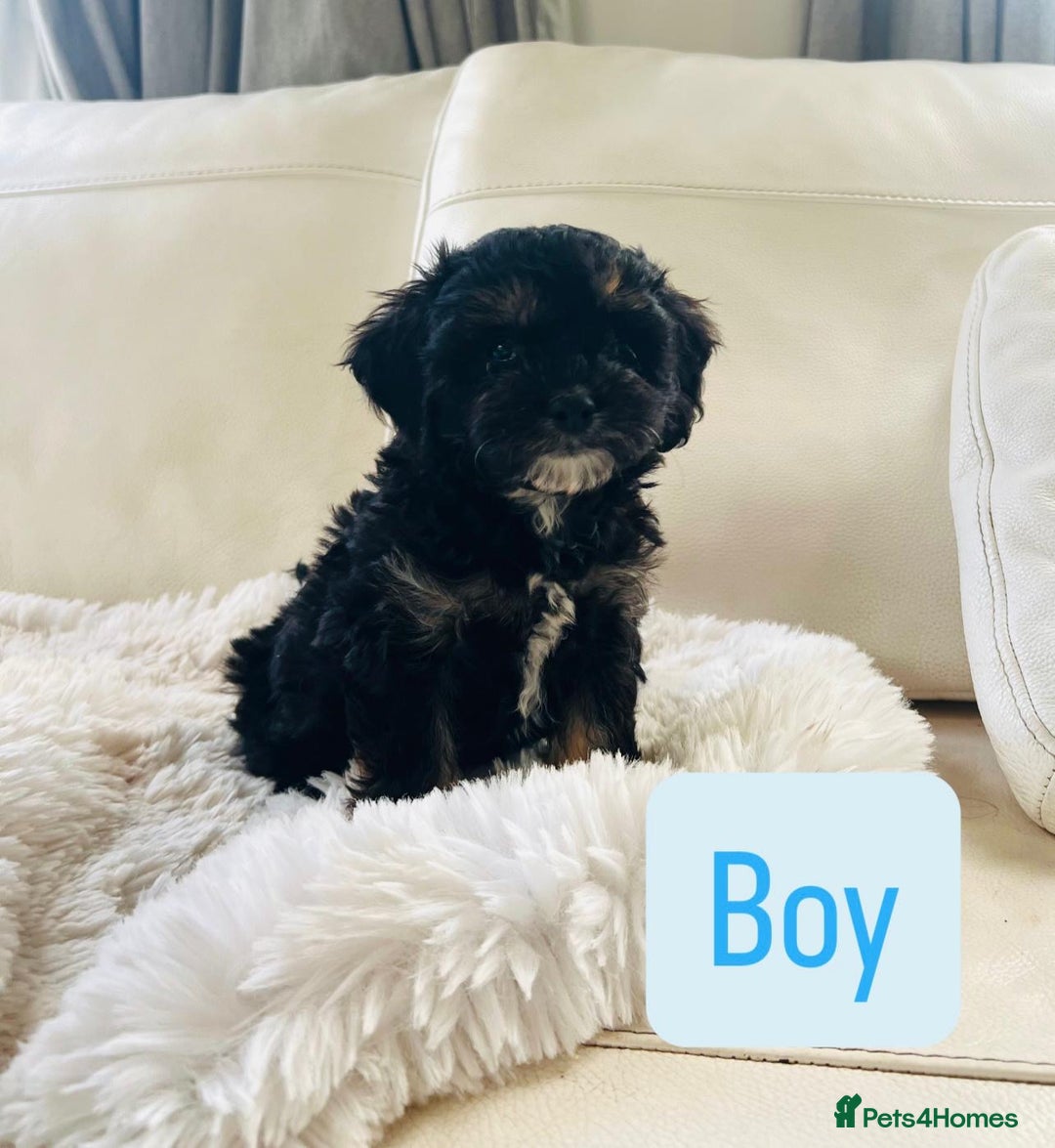 Cavapoo dogs for sale: F1 Cavapoo Puppies  - Image 2