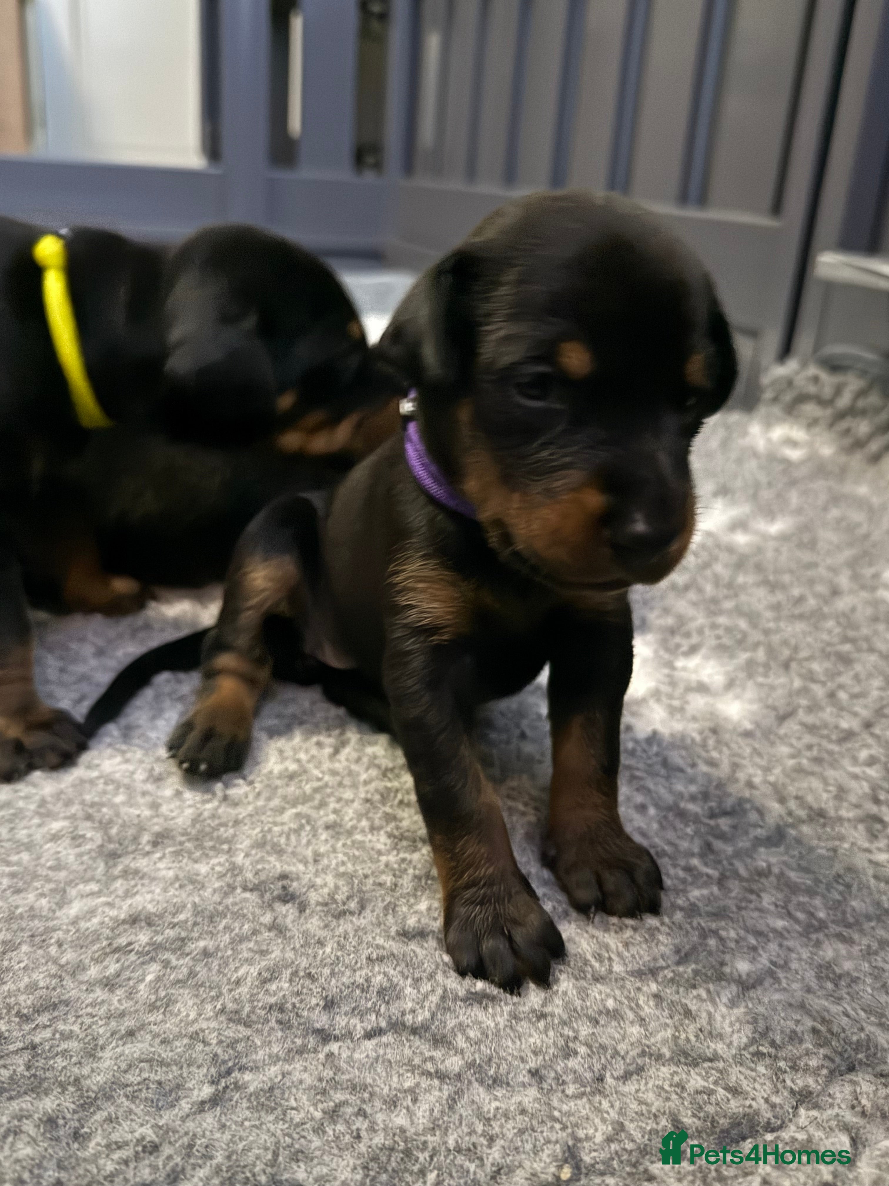 Dobermann dogs 🩷 Outstanding RKC Dobermann Puppies 🩷 - Advert 7