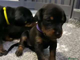 Dobermann dogs 🩷 Outstanding RKC Dobermann Puppies 🩷 - Advert 7