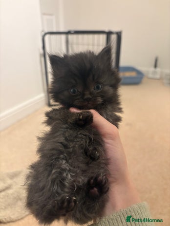 Persian cats - Advert 1