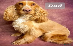 Mixed Breed dogs for sale: Labradoodle Pups for sale - Image 8