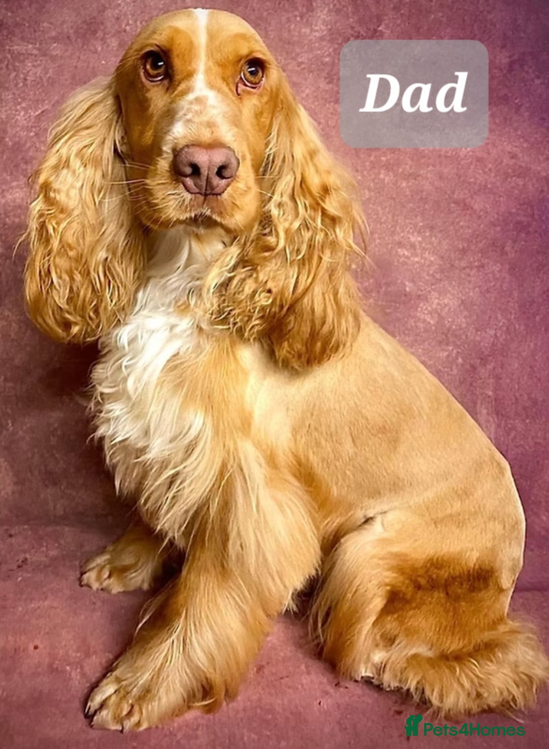 Mixed Breed dogs for sale: Labradoodle Pups for sale - Image 8
