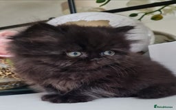 Persian cats for sale: Beautiful persian kittens  - Image 37