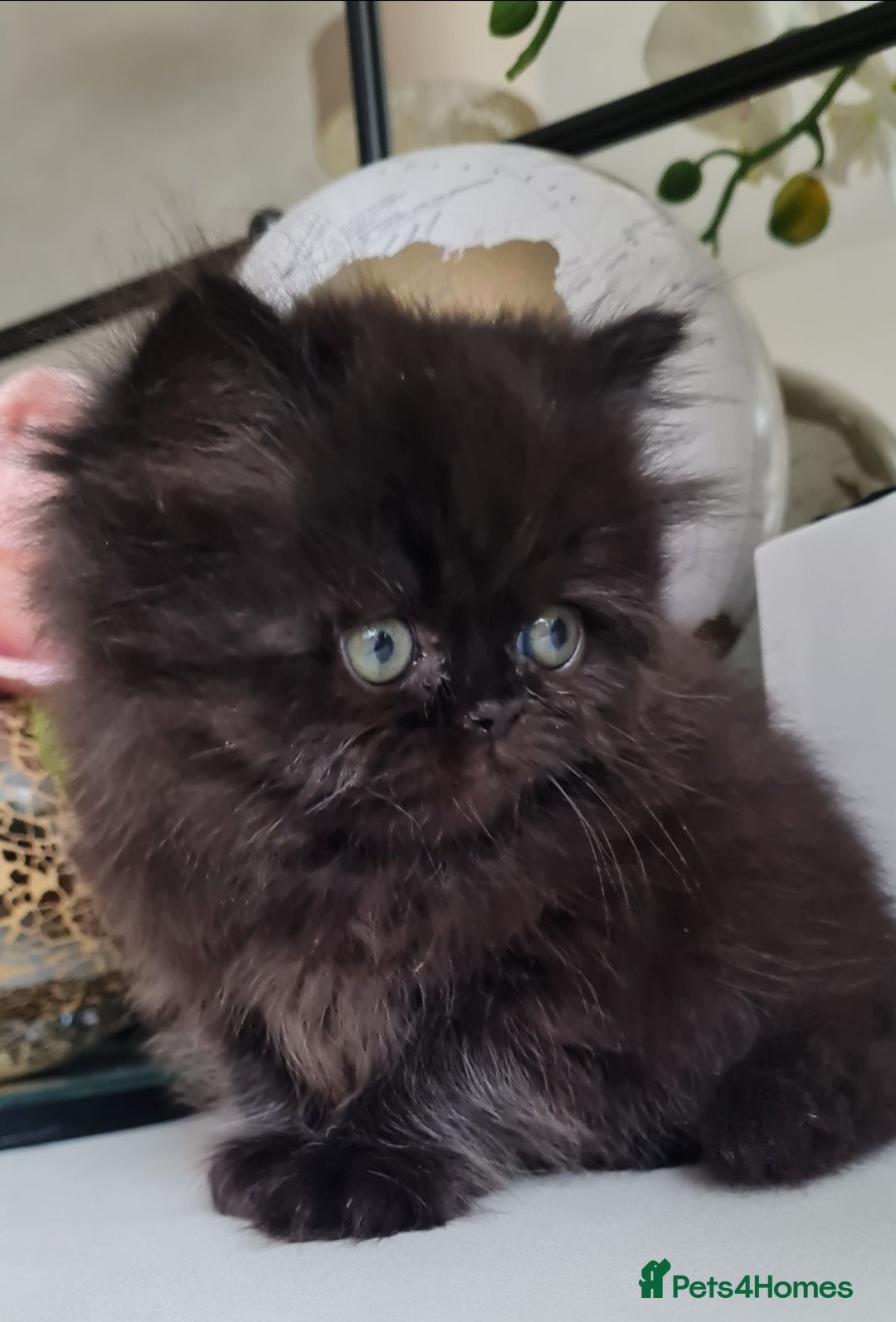 Persian cats for sale: Beautiful persian kittens  - Image 37