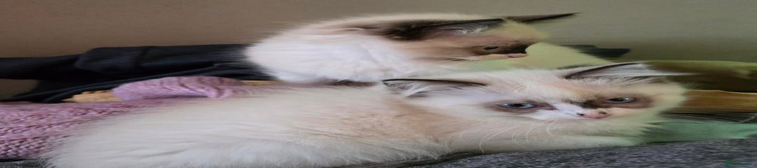 Ragdoll Kitten 3