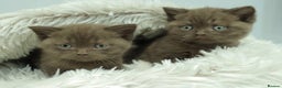 British Shorthair cats for sale: Stunning BHS Champions blood lines kittens  - Advert 21