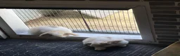 Mini Lop rabbits for sale: Beautiful mini lop babies - Advert 9