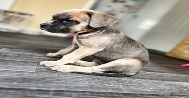 Cane Corso dogs - Advert 8